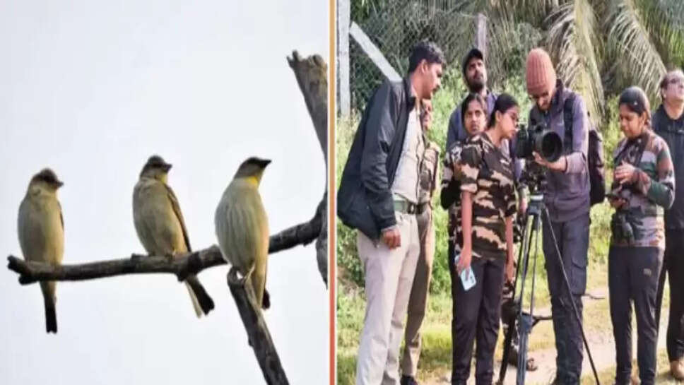 birds