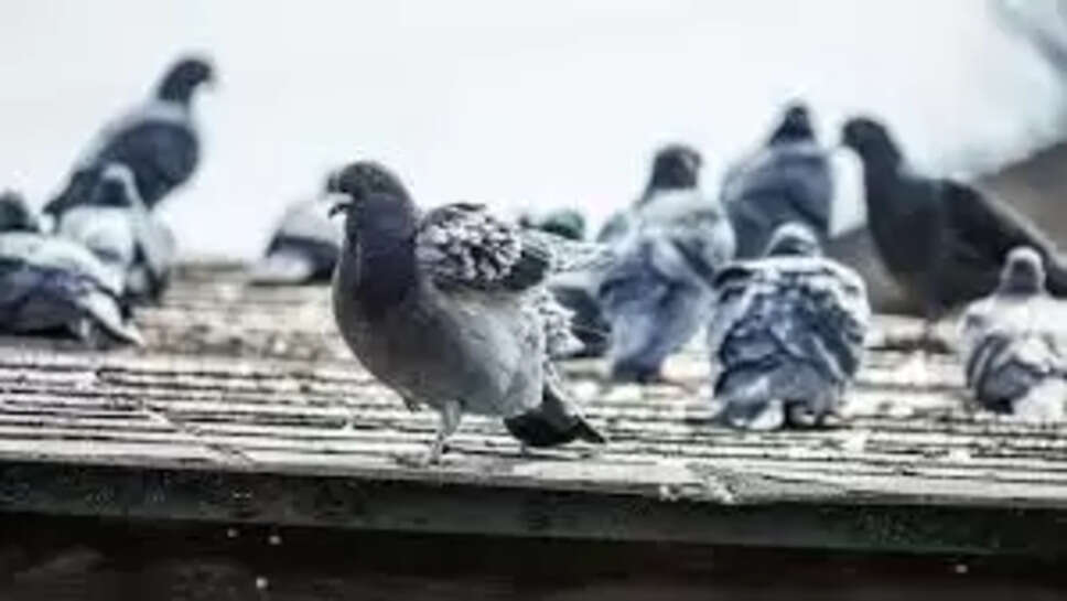 புறா