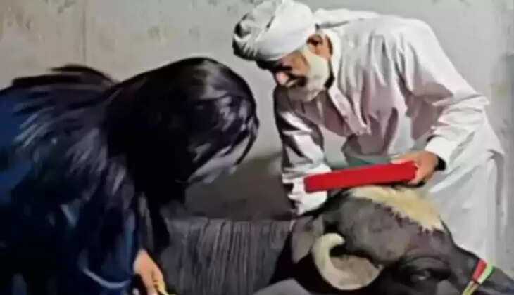 எருமை மாடு