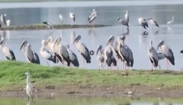 ஆரணி பறவைகள் ஏரி