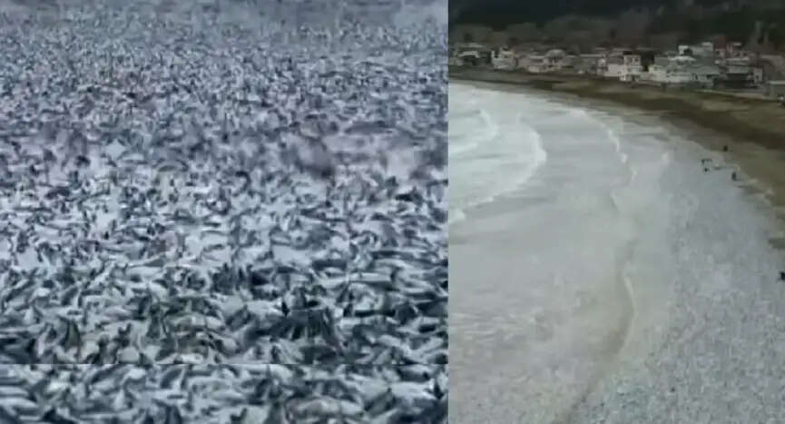 மீன்கள்