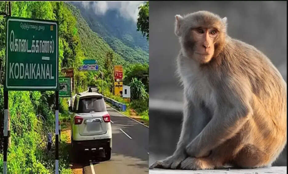 குரங்கு