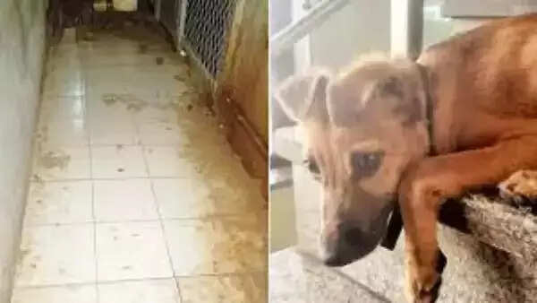 நாயுடன் பாலியல் உறவு