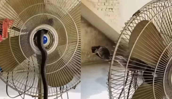 வைரலாகும் வீடியோ... மின்விசிறிக்குள் நுழைந்து  வித்தை காட்டிய பாம்பு!  