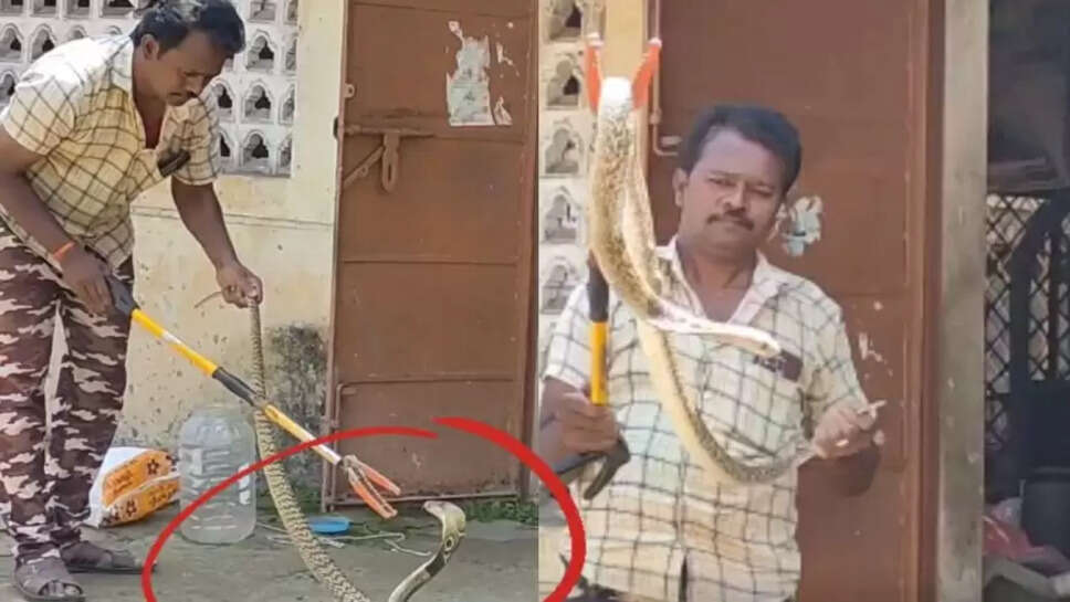 கருநாகப் பாம்பு 