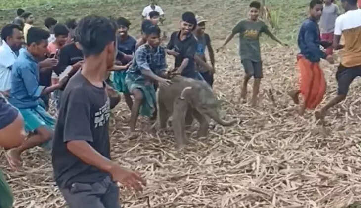 குட்டி யானை