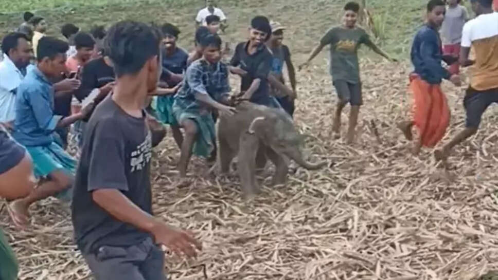 குட்டி யானை