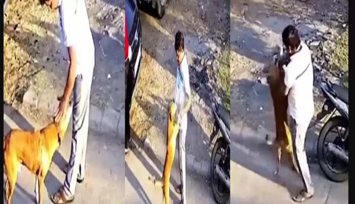 தெருநாய்