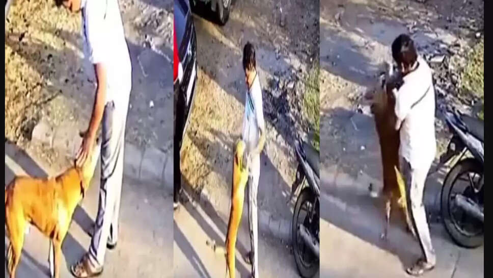 தெருநாய்