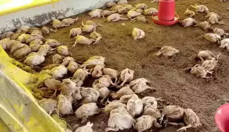 பறவை காய்ச்சல்
