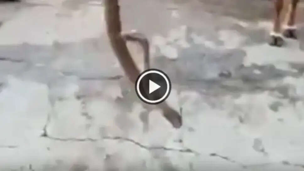 snake