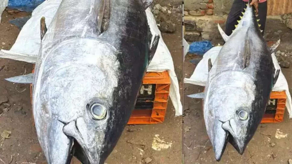 மஞ்சல்வால் சூரை மீன்