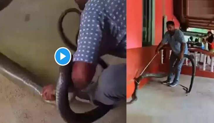 நாகப்பாம்புகள்