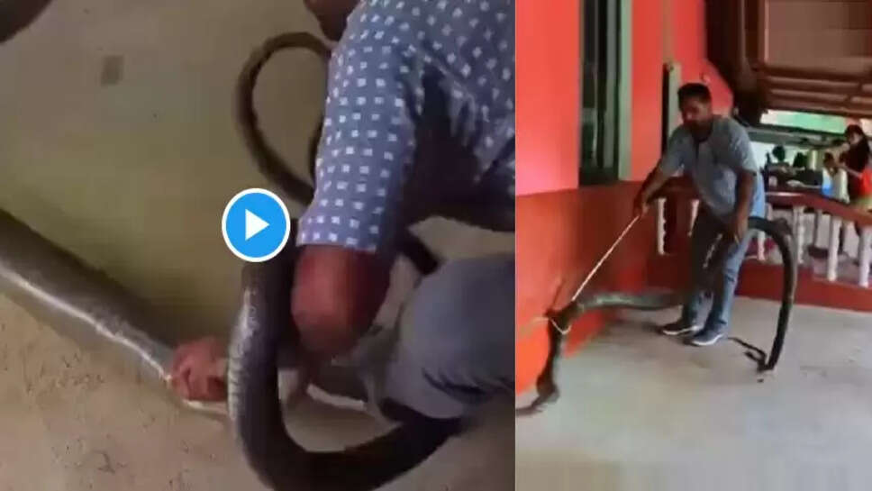 நாகப்பாம்புகள்