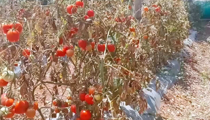 தக்காளி