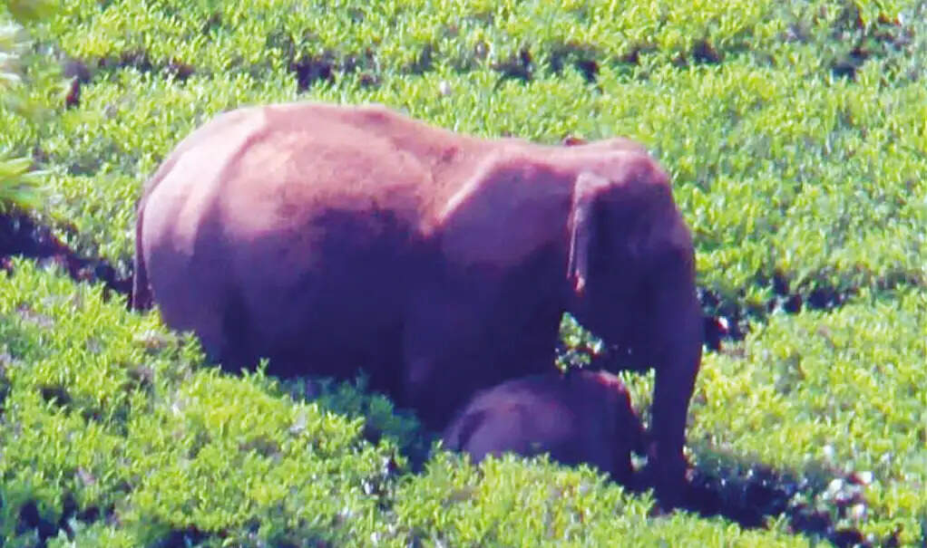 யானை காட்டுயானை