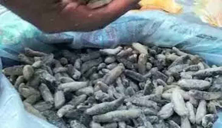 கடல் அட்டை