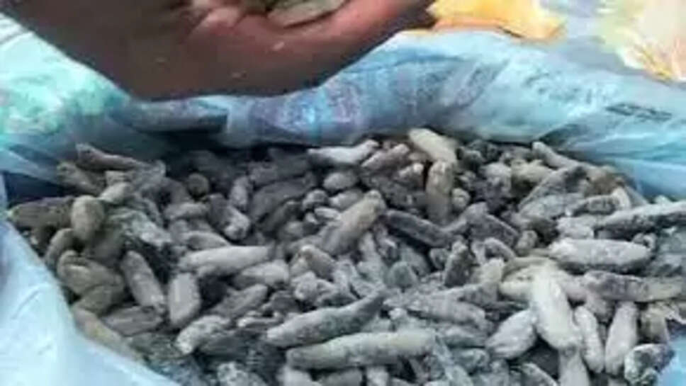 கடல் அட்டை