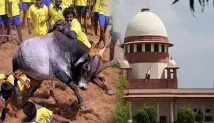 ஜல்லிக்கட்டு உச்சநீதிமன்றம்