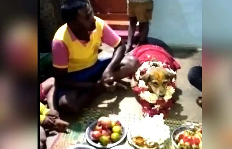 நாய்