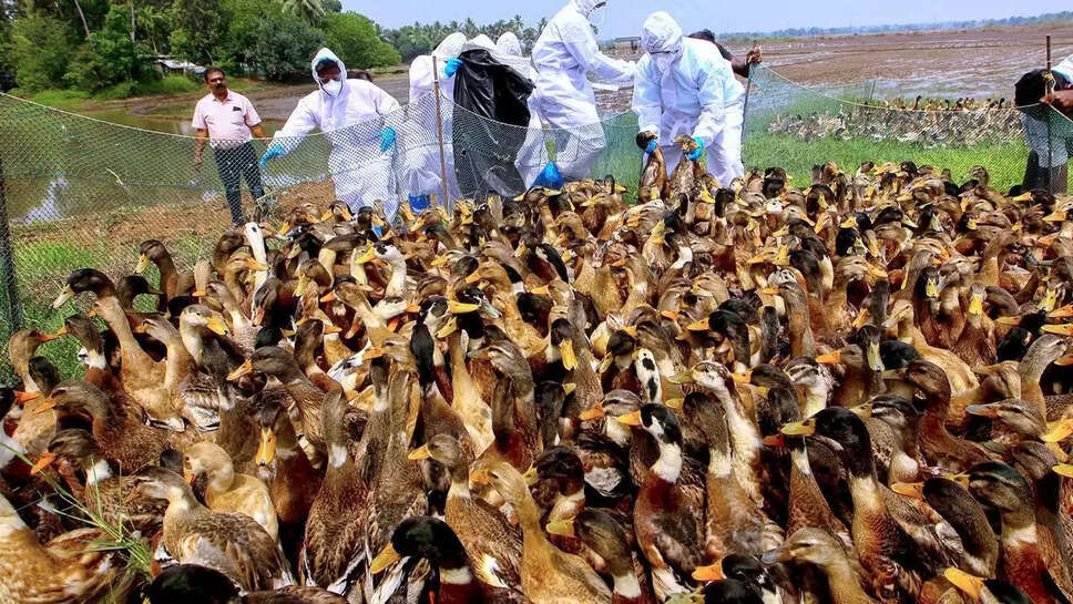 வாத்து