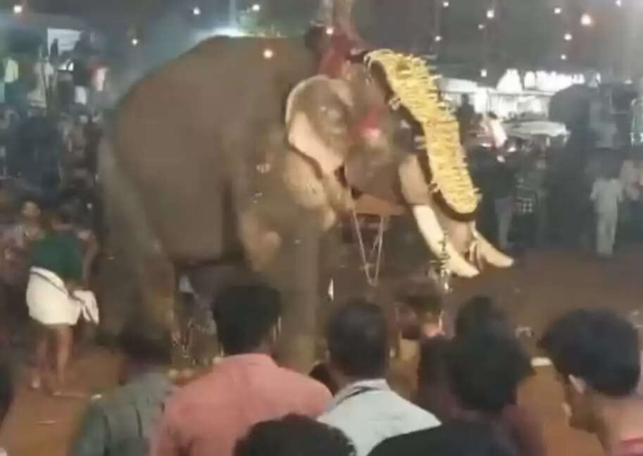 மதம் பிடித்த யானை