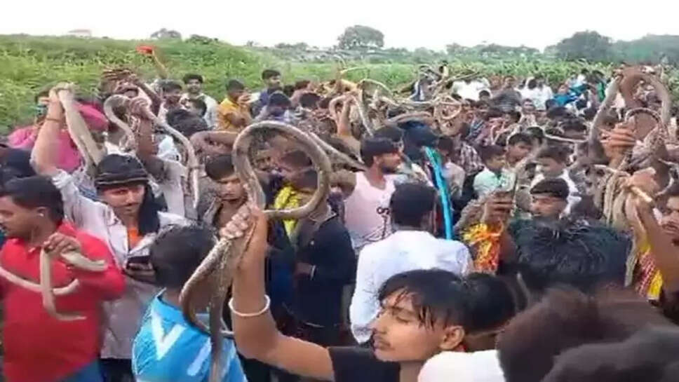  பாம்பு திருவிழா