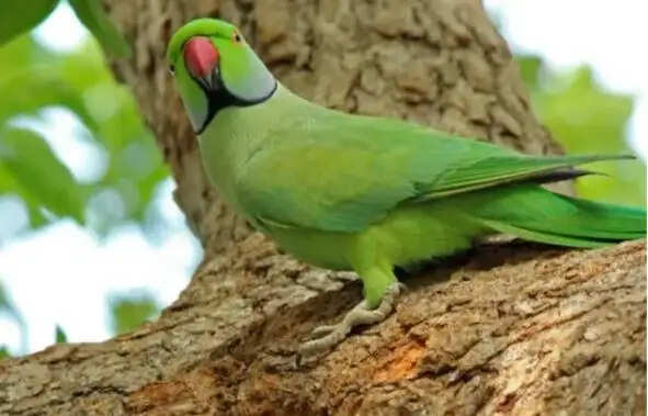 கிளி