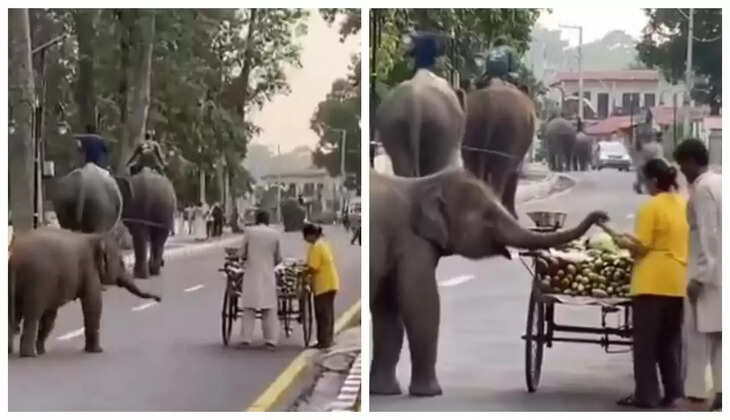 குட்டியானை காய்கறி