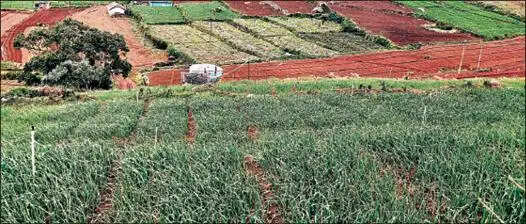 பூண்டு விவசாயம்