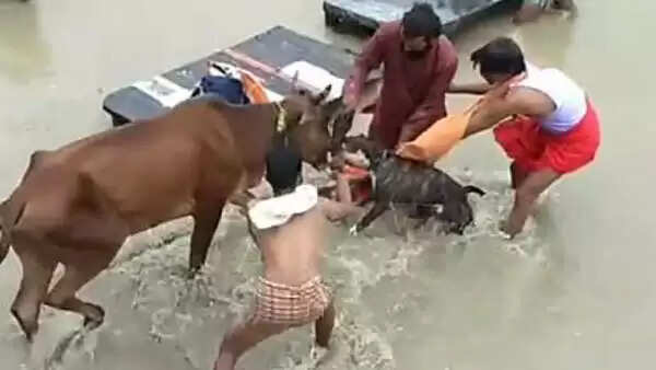 பிட்புல் நாய்