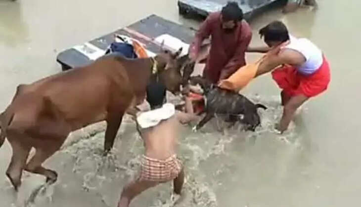 பிட்புல் நாய்