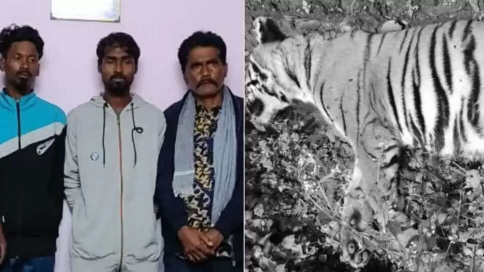 பிதர்காடு புலி