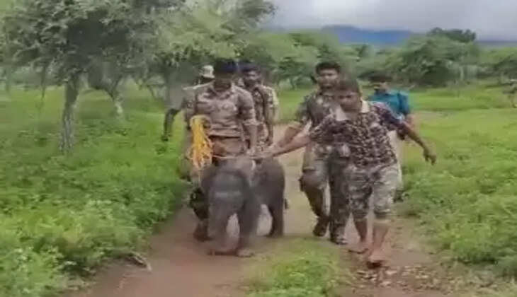 குட்டி யானை