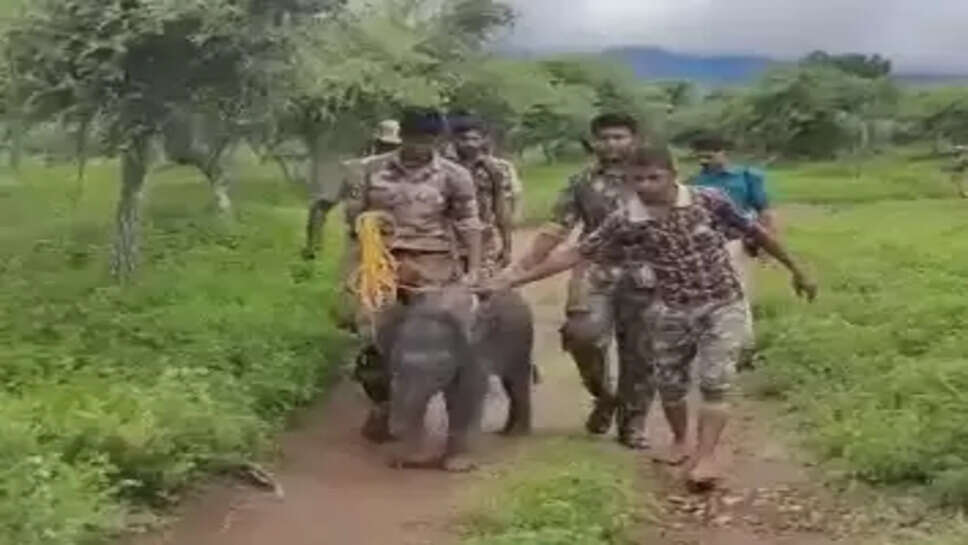 குட்டி யானை