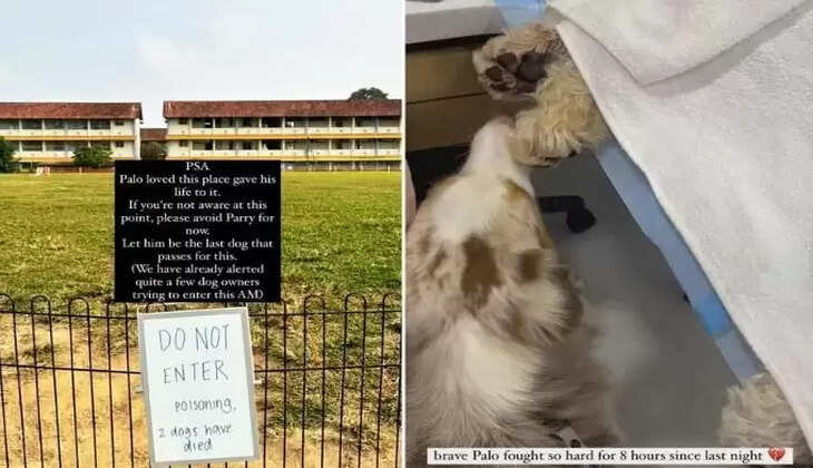 செல்லப்பிராணிகள் பலி