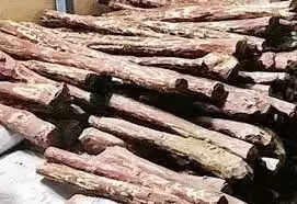 செம்மரம்