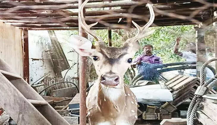 புள்ளிமான்