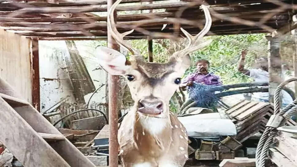 புள்ளிமான்