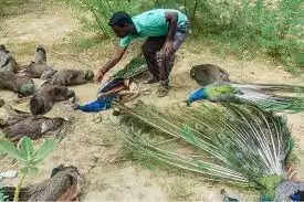 மயில்கள்