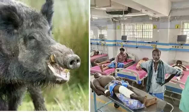 காட்டுப்பன்றி