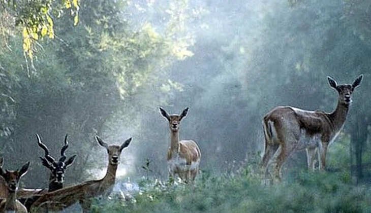 மான்கள்