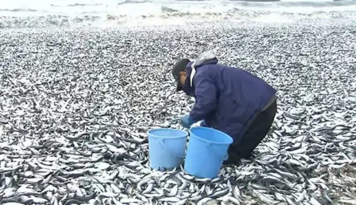 மீன்கள்