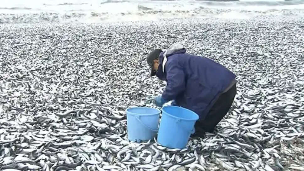 மீன்கள்