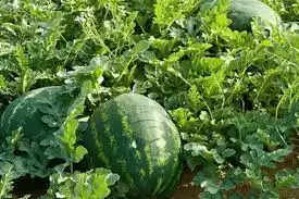 தர்ப்பூசணி