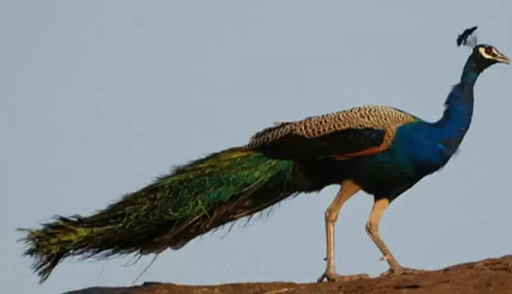 மயில்கள்