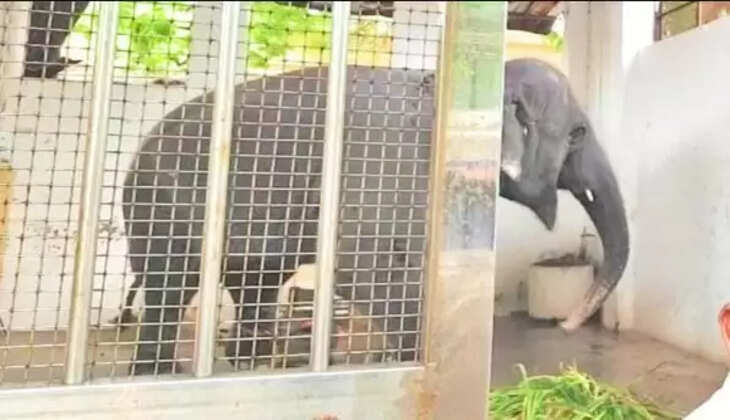 திருச்செந்தூர் கோயில் யானை தெய்வானை