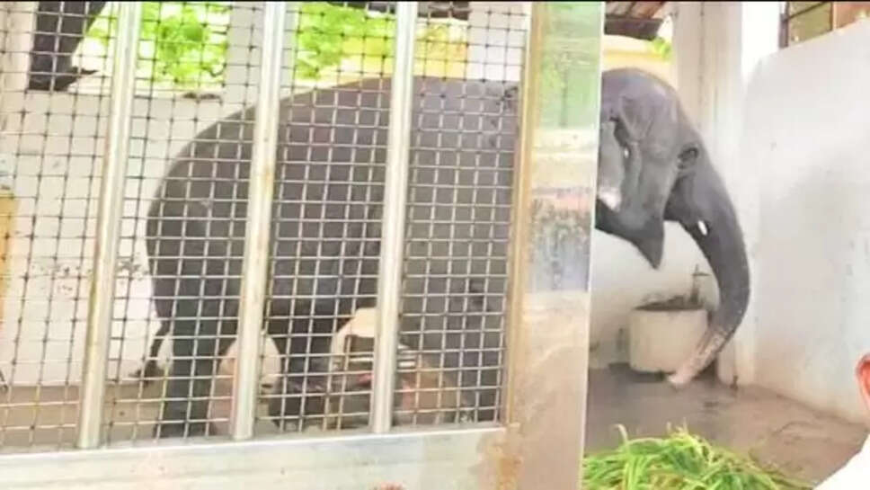 திருச்செந்தூர் கோயில் யானை தெய்வானை