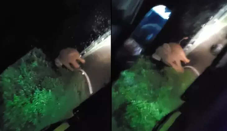 வனத்துறை