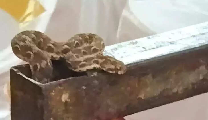 கட்டுவிரியன் பாம்பு 